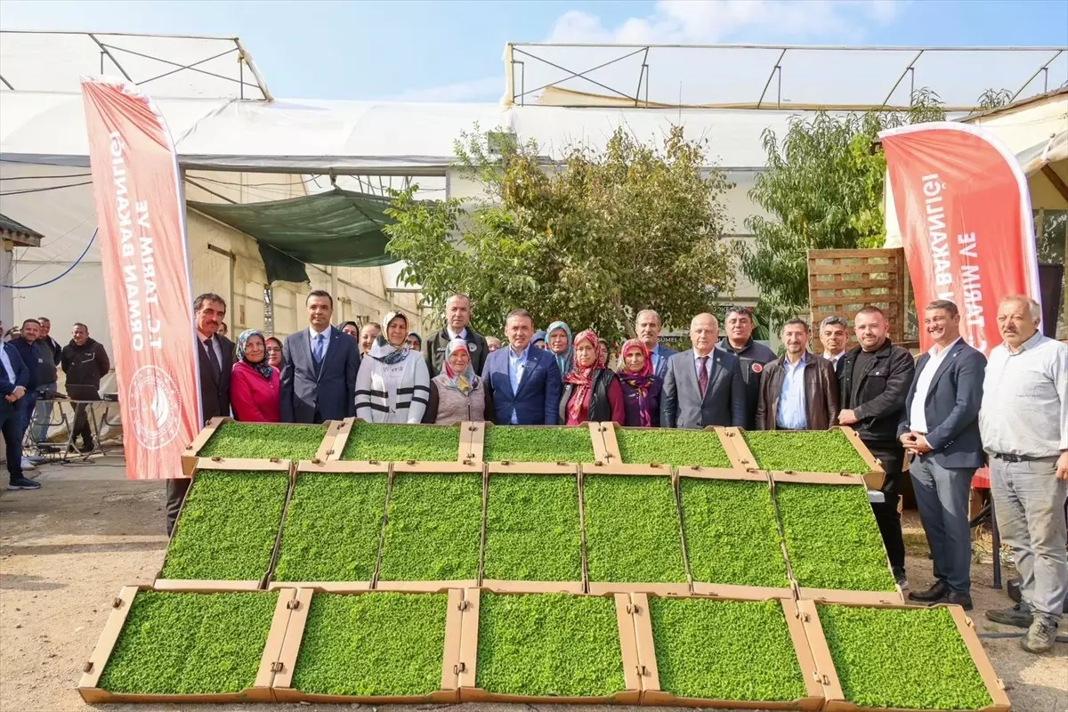 Bilecik'te 36 Çiftçiye 927 Bin Marul Fidesi Dağıtıldı