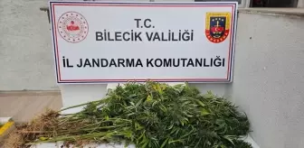 Bilecik'te Hint Keneviri Yetiştiren Şüpheli Gözaltına Alındı