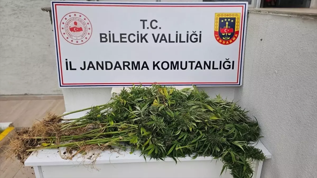 Bilecik'te Hint Keneviri Yetiştiren Şüpheli Gözaltına Alındı