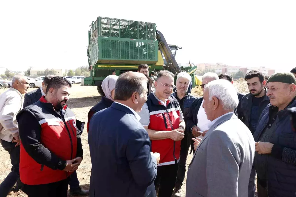 Diyarbakır'ın Bismil ilçesinde pamuk hasat sezonu başladı