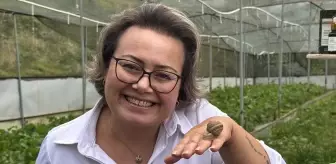 Trabzon'da Salyangoz Yetiştiriciliğiyle Kozmetik Sektörüne Adım