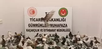 Gürbulak Gümrük Kapısı'nda 85 Güvercin Ele Geçirildi