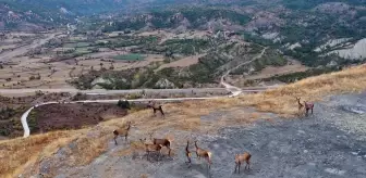 Hanönü'nde Kızıl Geyiklerin Doğal Yaşamı Drón ile Görüntülendi