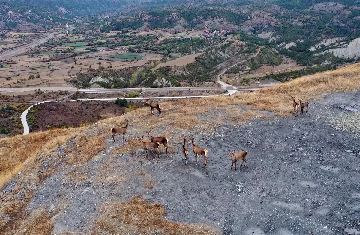 Hanönü'nde Kızıl Geyiklerin Doğal Yaşamı Drón ile Görüntülendi