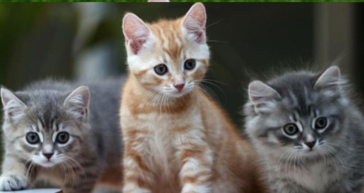 Kedi Günü ne zaman? Uluslararası Kedi Günü ne zaman kutlanır, kedi günü nedir?