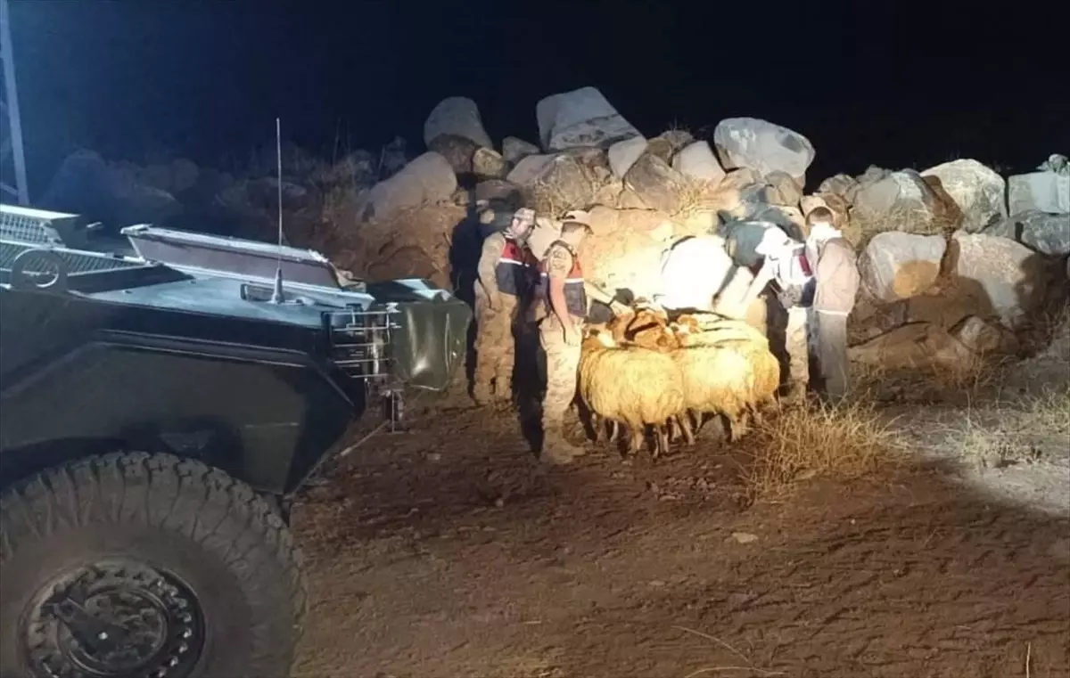 Kilis'te Kaybolan 11 Küçükbaş Hayvan Jandarma Tarafından Bulundu