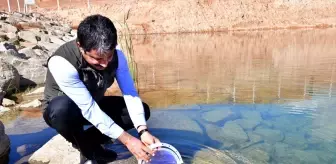Kırşehir'de Aşıkpaşa Göleti'ne 3 Bin Alabalık Salındı