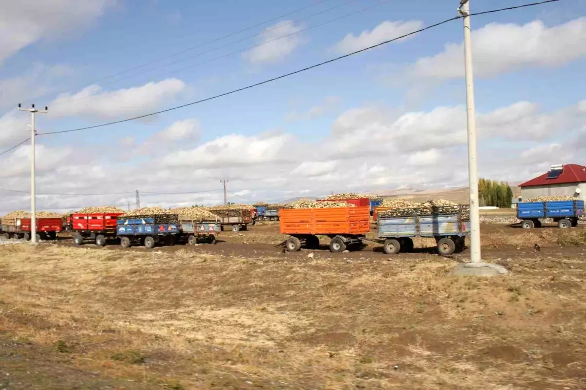 Muş'ta 2025 Şeker Pancarı Alım Sezonu Tüm Hızıyla Devam Ediyor