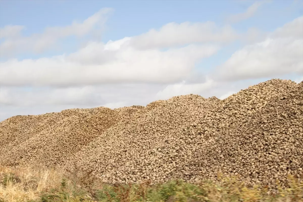 Muş'un Malazgirt İlçesinde Şeker Pancarı Alımı Devam Ediyor