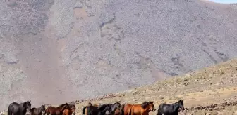 Erciyes'te Yılkı Atlarının Özgür Yaşam Mücadelesi