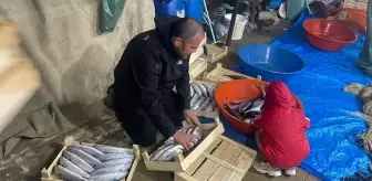 Sinop'un Türkeli İlçesinde Palamut Bolluğu