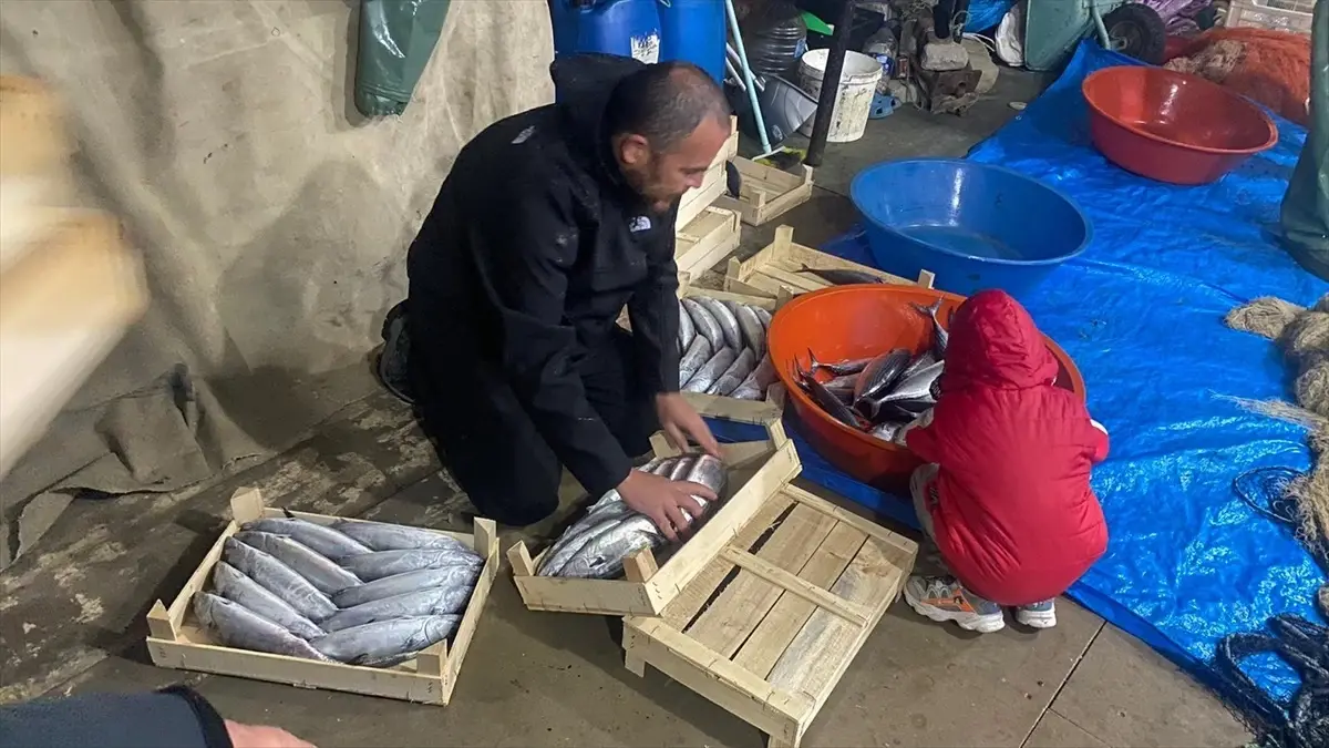 Sinop'un Türkeli İlçesinde Palamut Bolluğu