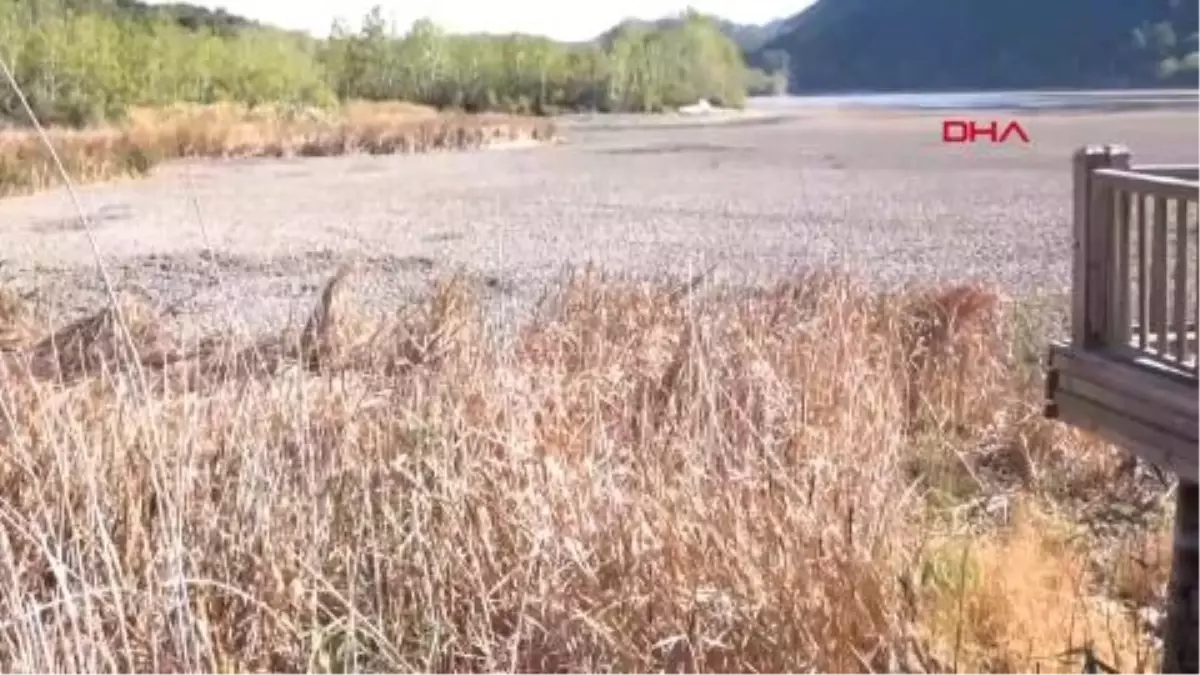 Suyu çekilince ikiye bölünen Eğirdir Gölü, hayvanların otlağı oldu