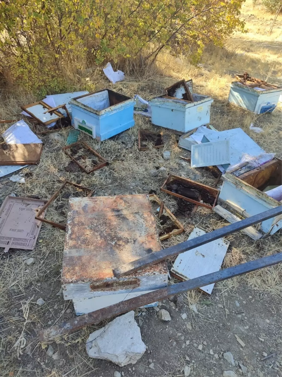 Bozayılar Arı Kovanlarına Saldırdı