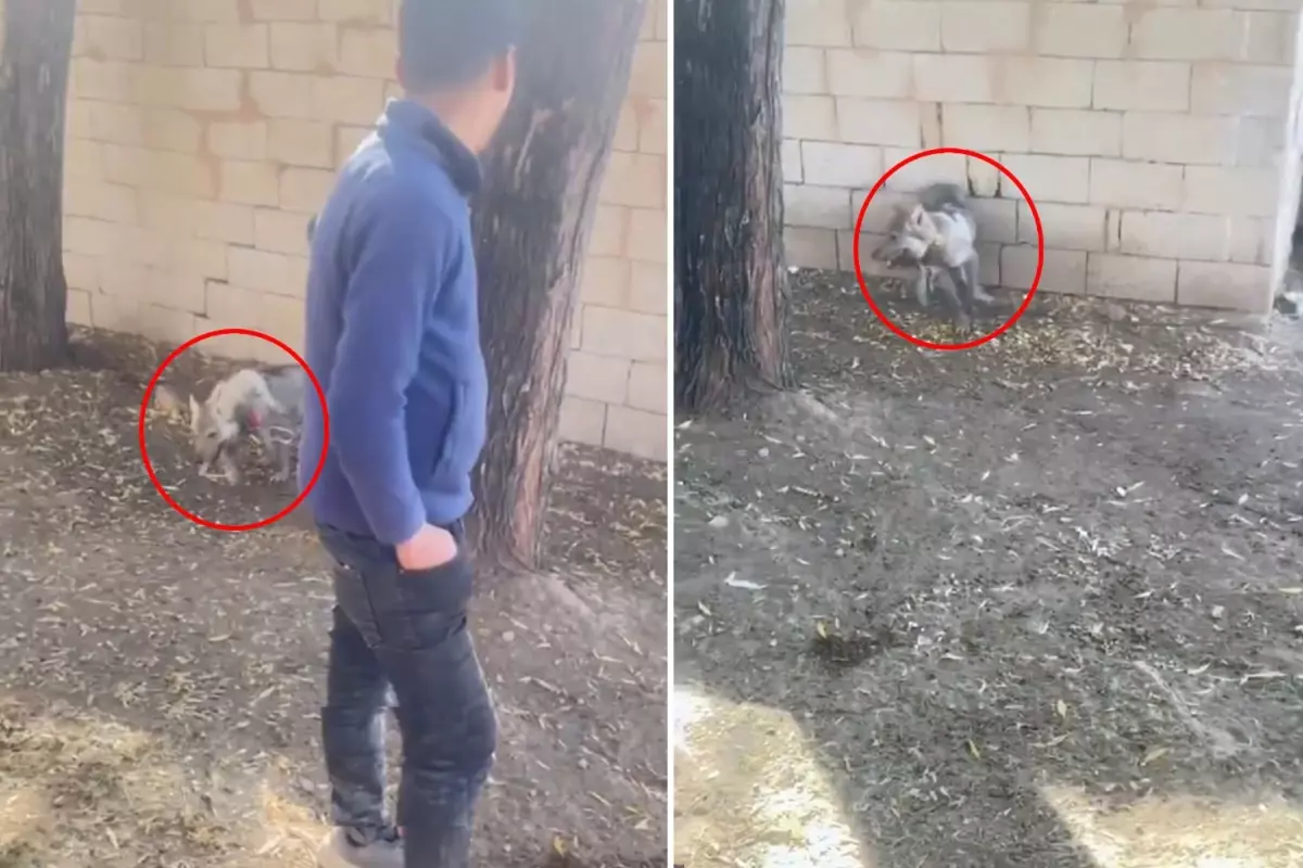 Yavru kurda zulüm: Videoyu izleyen herkes bakanlıkları etiketliyor