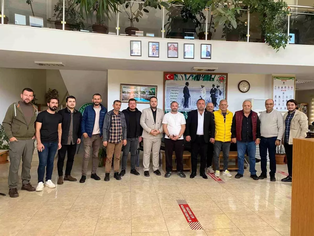 Zeytin Üretim Maliyeti 93,80 TL Olarak Belirlendi