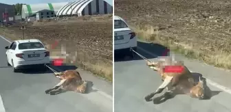 Ölü ineği aracına bağlayıp kilometrelerce sürükledi