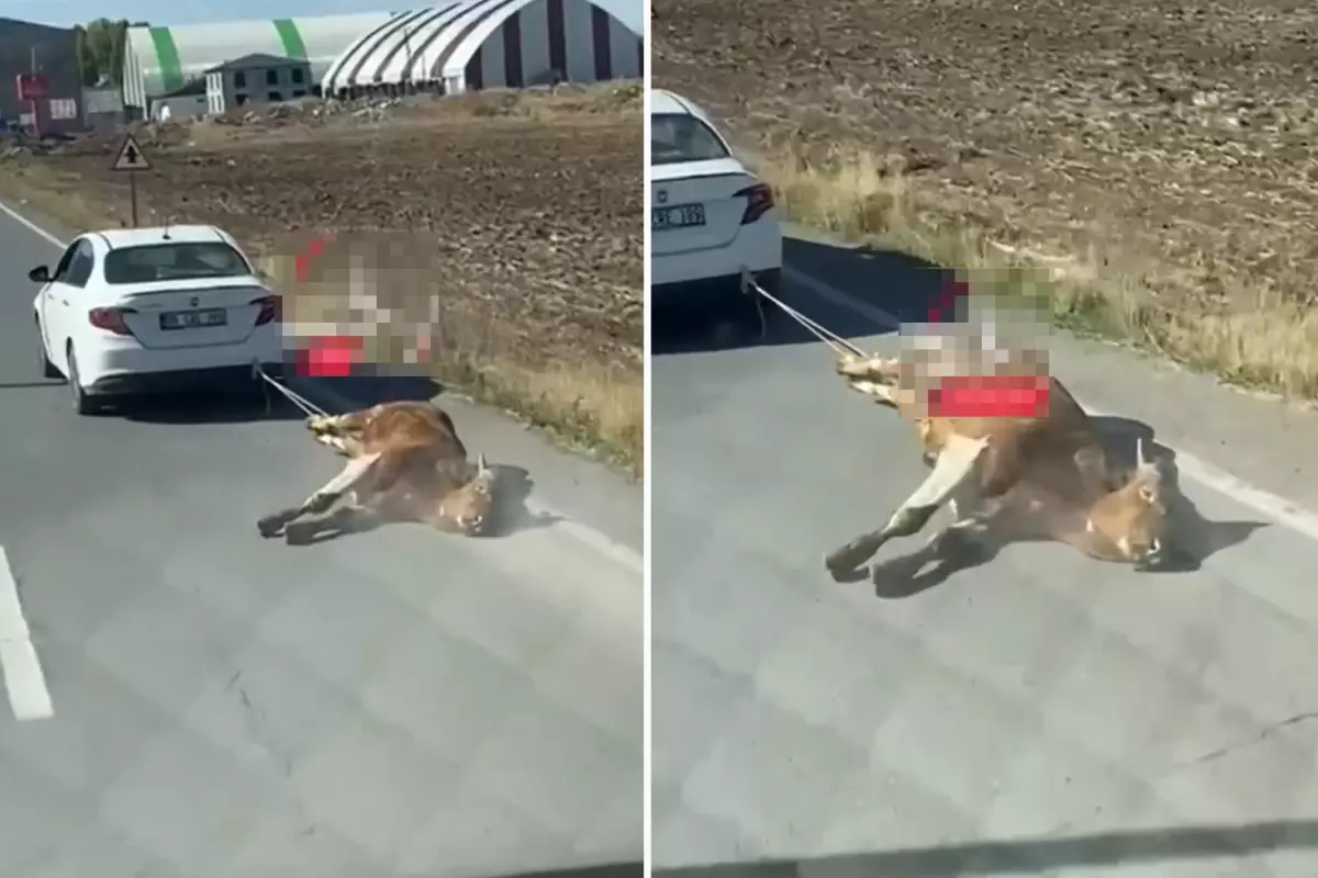 Ölü ineği aracına bağlayıp kilometrelerce sürükledi