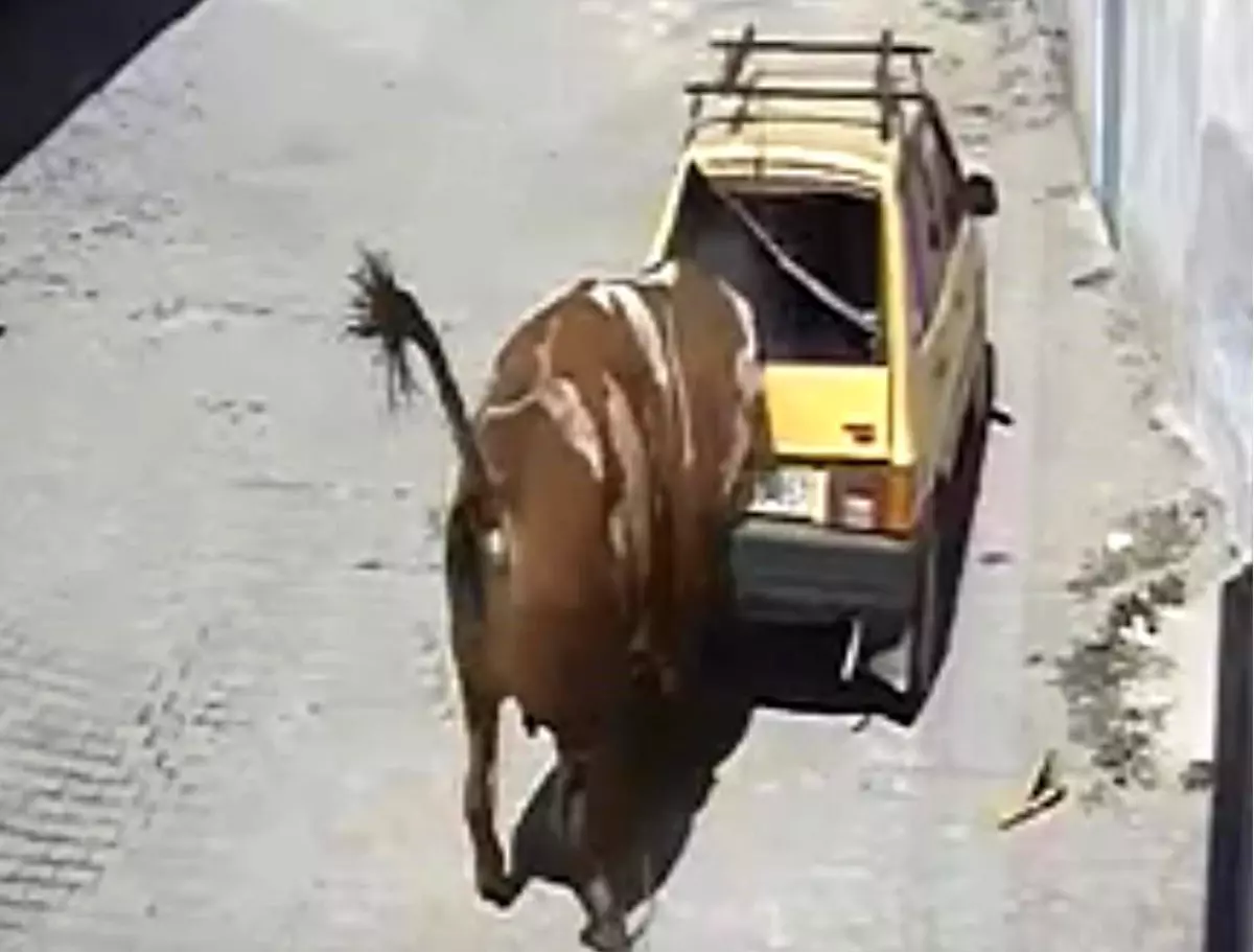 Boğa Kasabayı Sarmaladı, Park Halindeki Otomobile Zarar Verdi