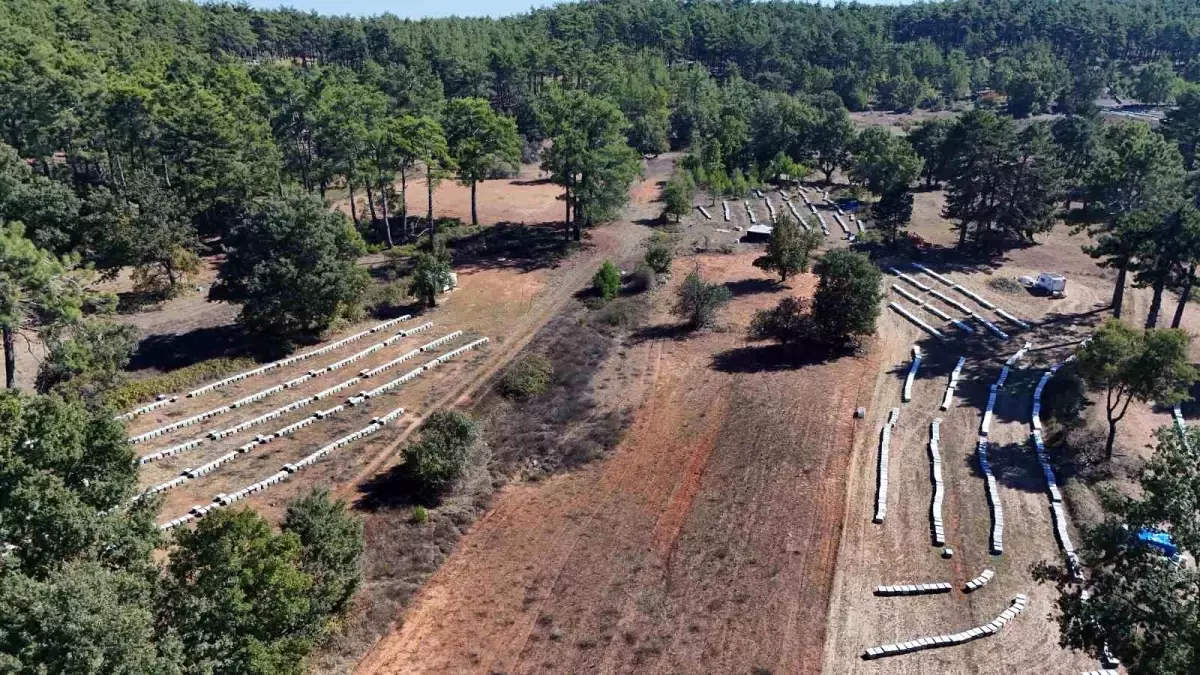 Muğla'da Çam Balı Rekoltesi 20 Bin Ton Olması Bekleniyor