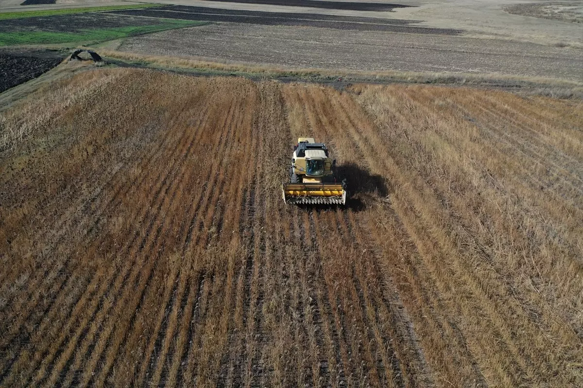 Kars'ta Yağlık Ayçiçeği Ekim Alanı Yüzde 50 Arttı
