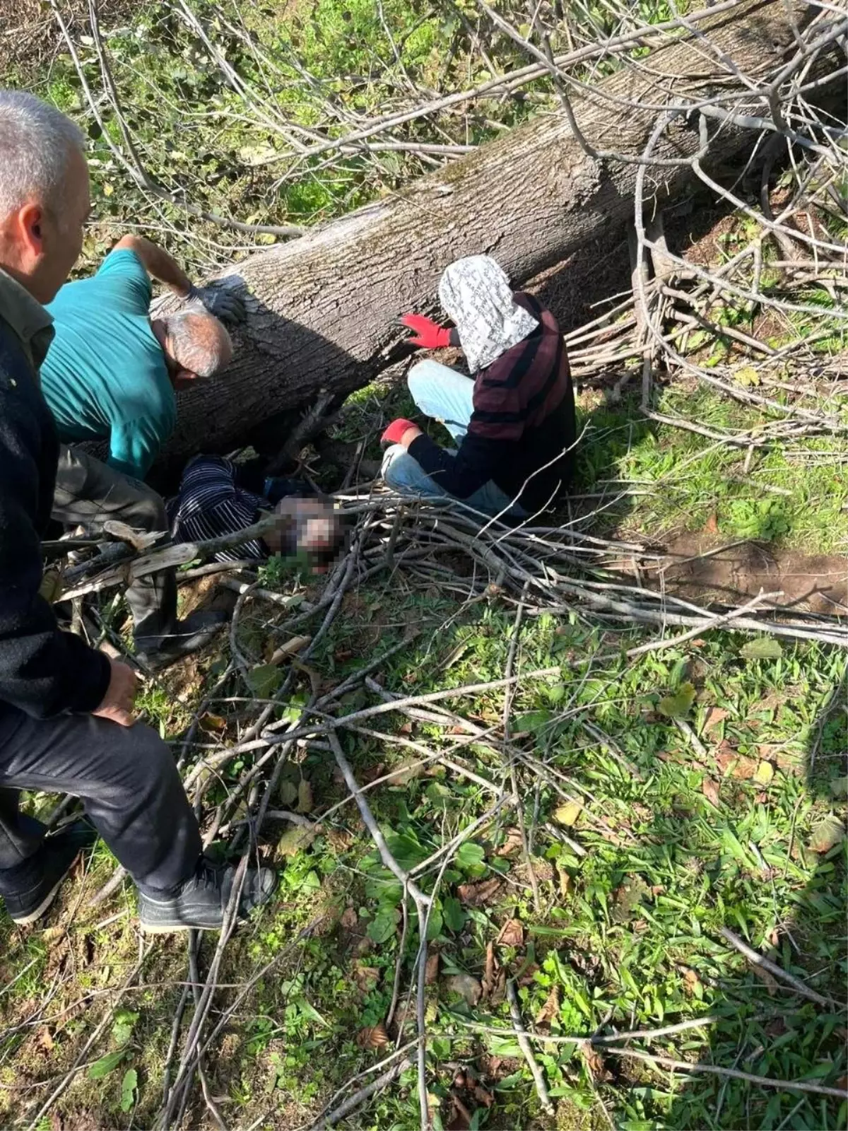 Ağaç Kesimi Sırasında Yaralanma: Kazım İçköprü Hastaneye Kaldırıldı