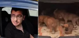 Köpeklere cinsel saldırıda bulunup öldüren doktora hapis cezası