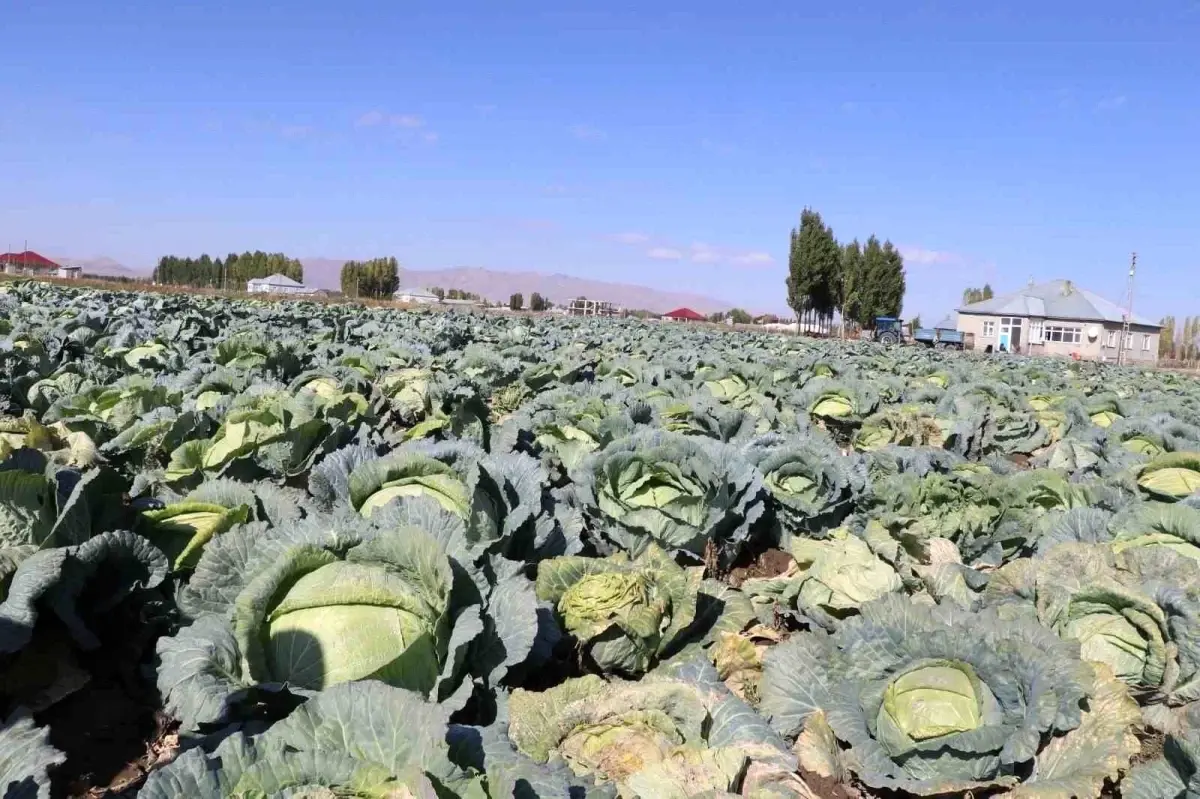Ağrı'nın Yalçınkaya Köyü'nde Lahana Hasadı Bereketli Geçiyor