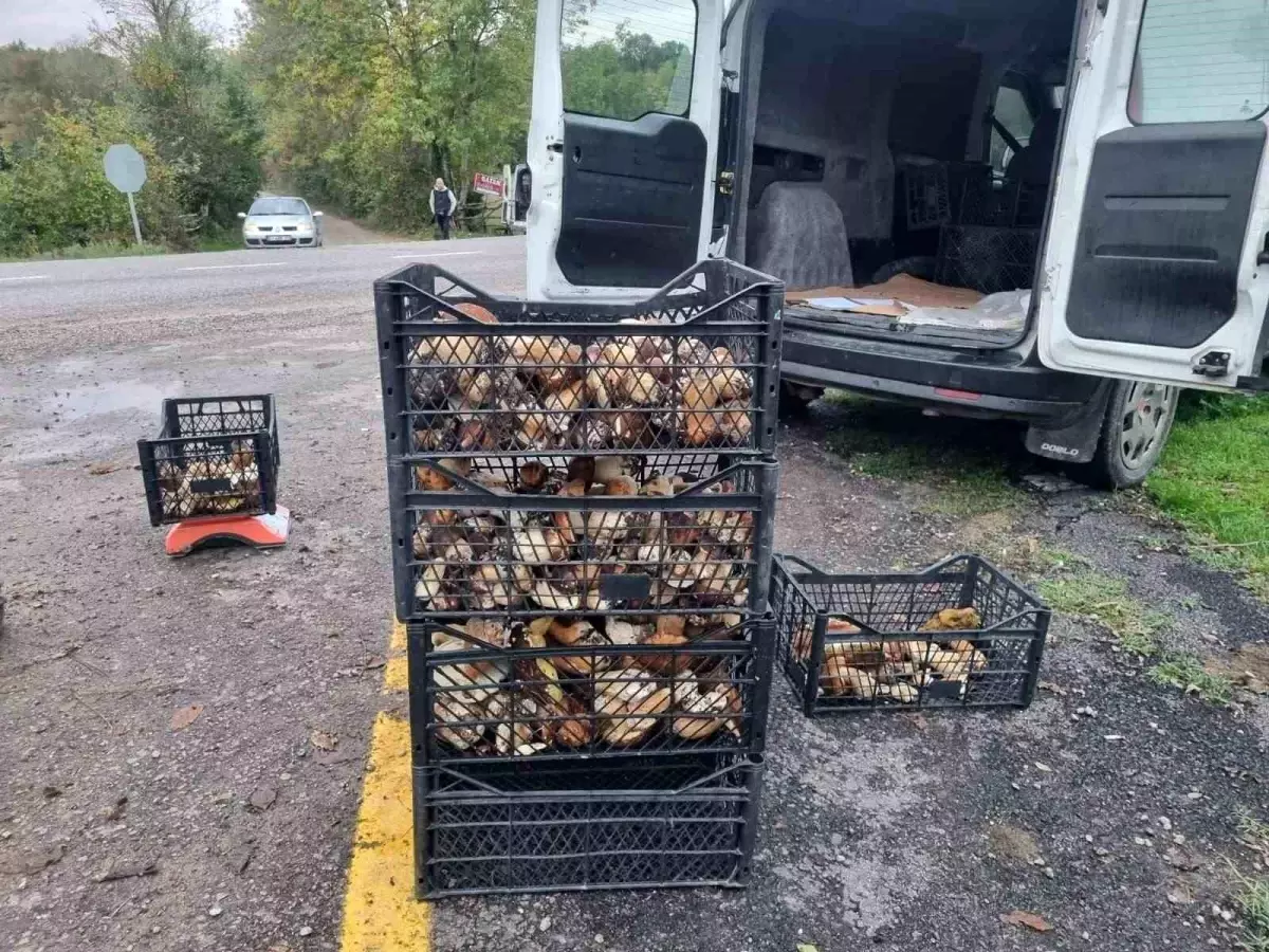 Sinop'ta Fesleğen Mantarı Sezonu Başladı