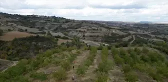 Tekirdağ'da Ceviz Hasadı Başladı