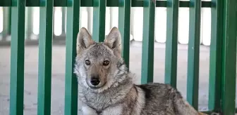 Zincirle Bağlanan Kurt Koruma Altına Alındı