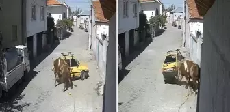 Ahırdan kaçan öfkeli boğa hıncını arabadan çıkardı