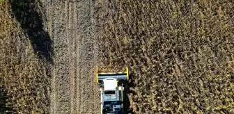 Bayburt'ta Çerezlik Ayçiçeği Üretimi Artıyor