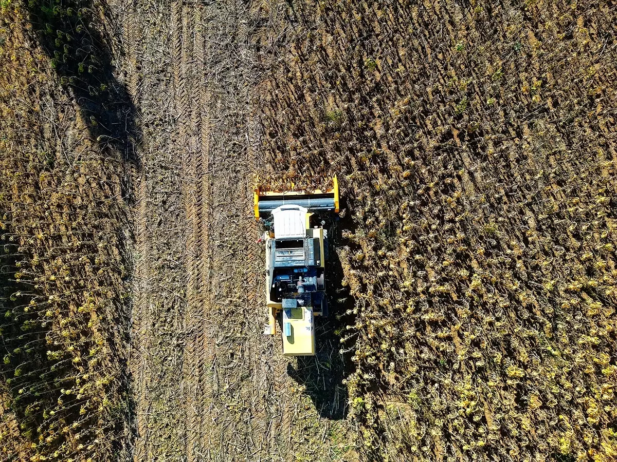 Bayburt'ta Çerezlik Ayçiçeği Üretimi Artıyor