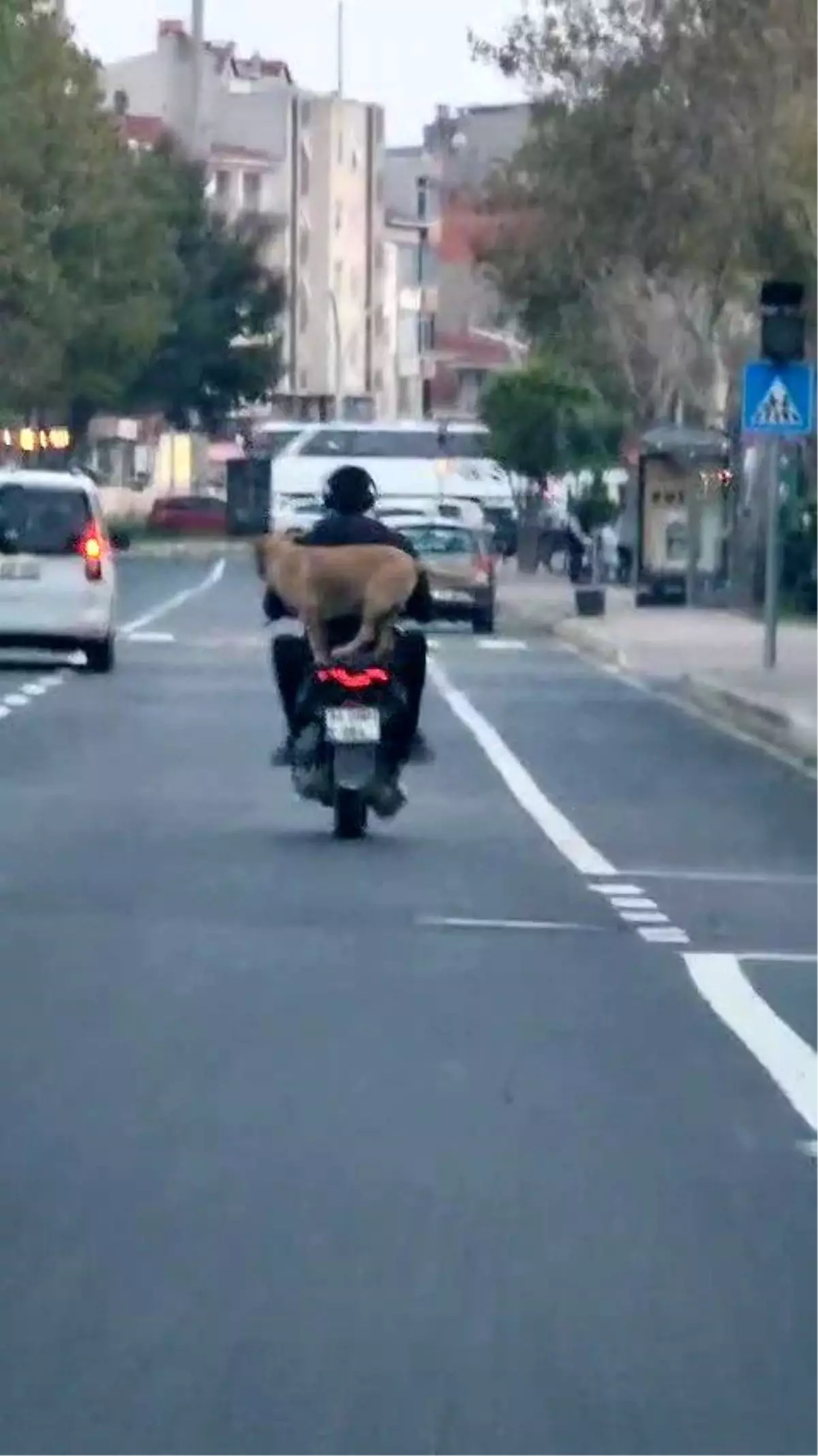 Motosiklette Artçı Binen Köpek Görenleri Şaşırttı