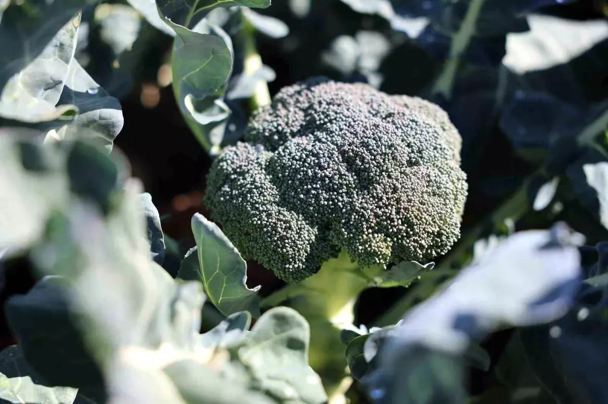 Erzurum'da İkinci Ürün Olarak Brokoli Yetiştiriciliği Başladı