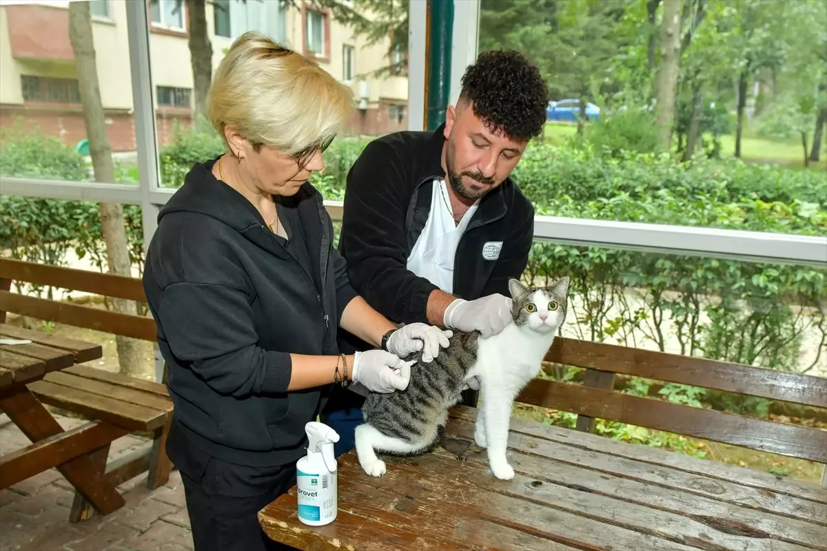 Esenyurt'ta Sokak Kedilerine Parazit Uygulaması Yapıldı