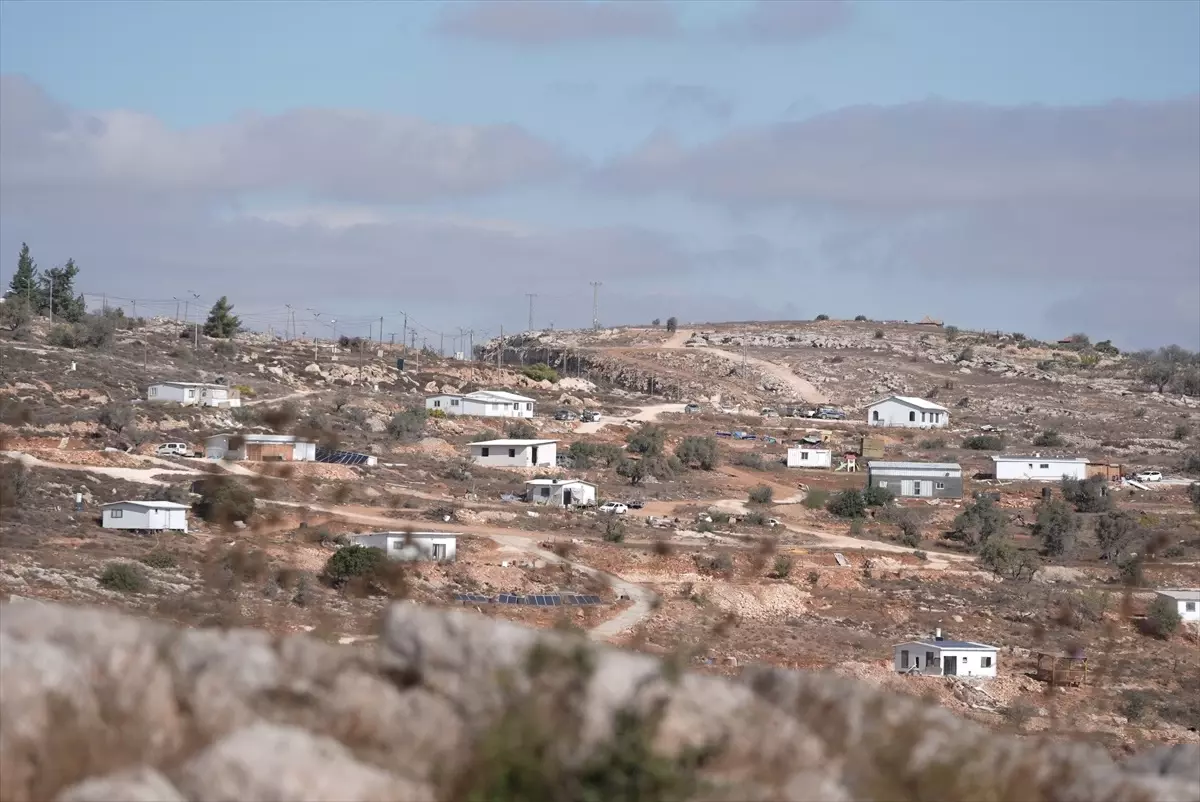 İşgal Altındaki Filistinliler Zeytin Hasadı Sırasında Korku İçinde