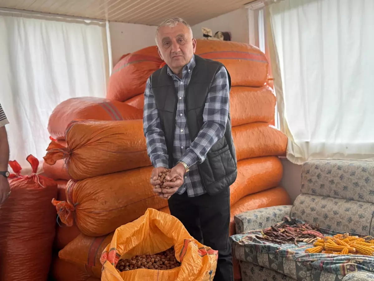 Fındık Üreticileri Fiyatların Artmasını Bekliyor