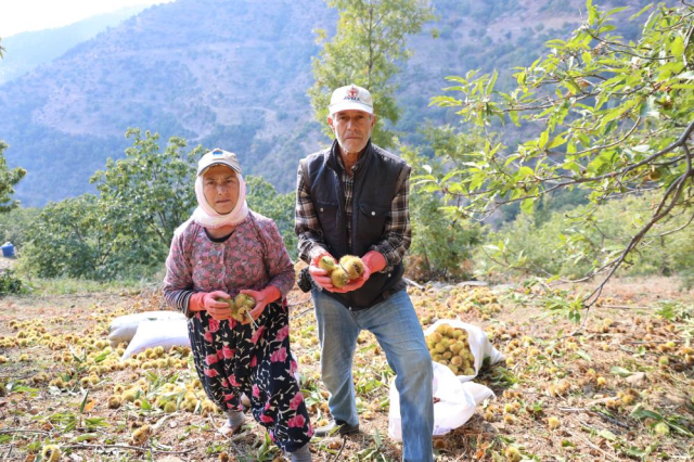 hasat basladi gunluk 5 bin tl kazaniyorlar 19161598 5496 m