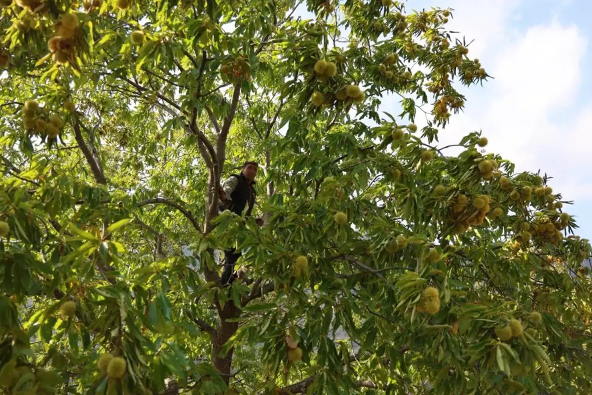 Hasat başladı! Günlük 5 bin TL kazanıyorlar