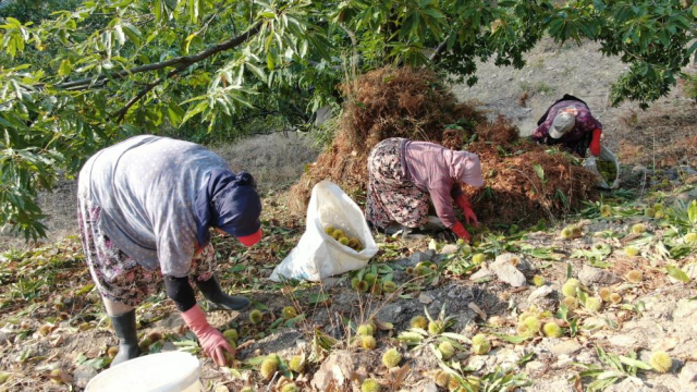 hasat basladi gunluk 5 bin tl kazaniyorlar 19161598 5891 m