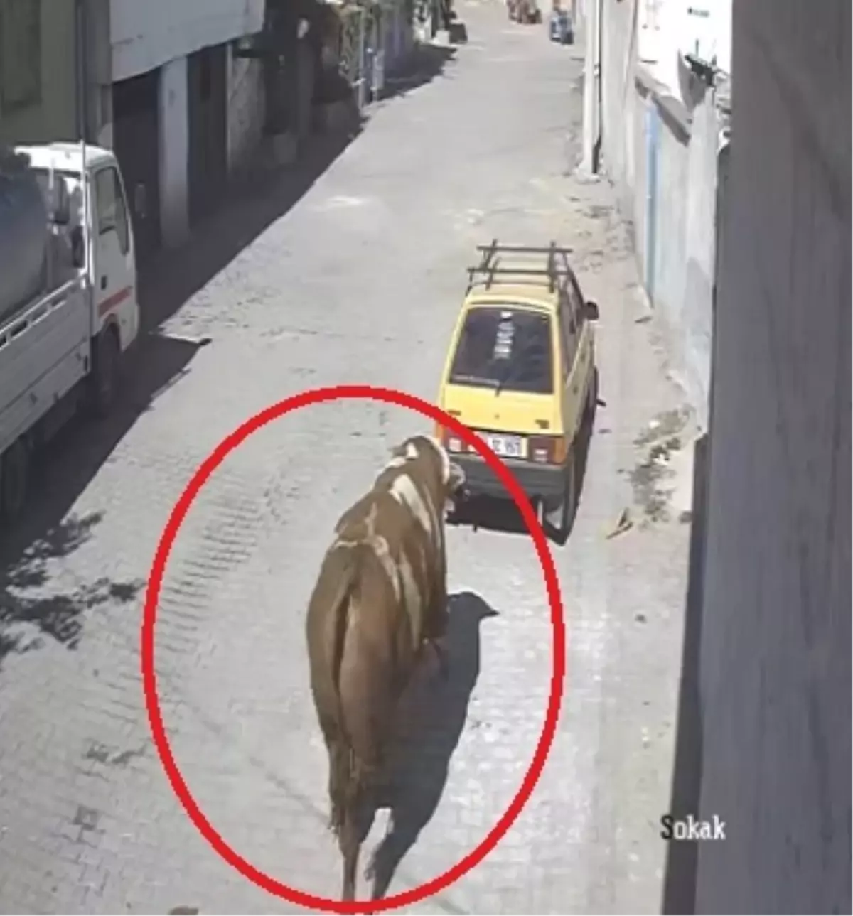 Avanos'ta Kaçan Boğa Otomobile Zarar Verdi