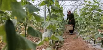 Kadın Girişimci Türkan Ay, Sera Kurarak Ekonomiye Katkı Sunuyor