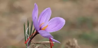 9. Safran Festivali, Kültür ve Tarihi Etkinliklerle Devam Ediyor