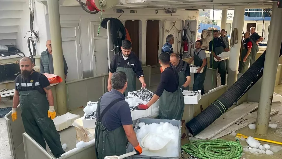 Düzce'de Hamsi Bolluğu: Fiyatlar Düşüyor