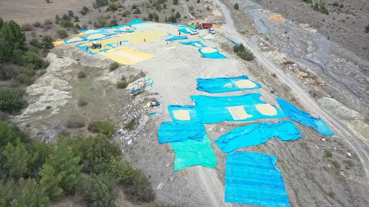 Kastamonu'nun Tosya İlçesinde Geleneksel Çeltik Kurutma Yöntemleri