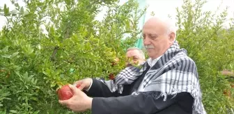 Üreticilerin Sorunlarına Dikkat Çeken TZOB Başkanı Bayraktar, İzmir'de Hasat Yaptı