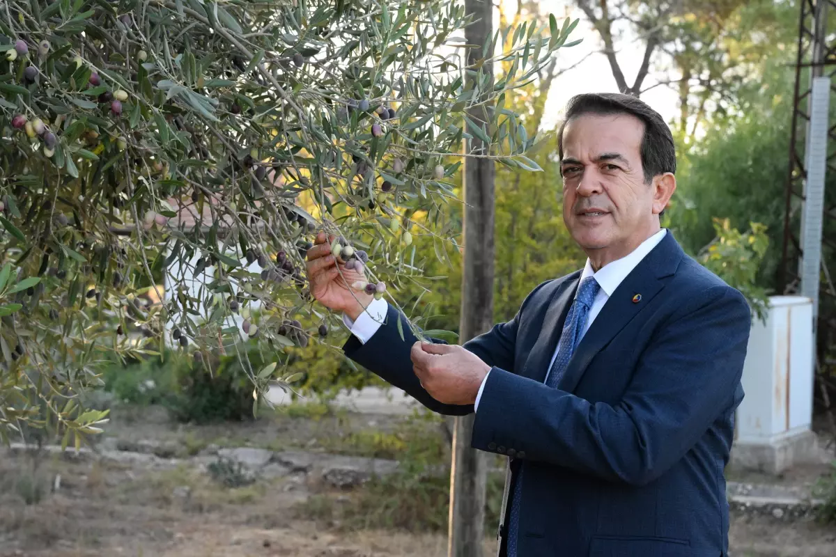 Antalya'da Zeytin Hasadı Başladı, Rekoltedeki Düşüş Yüzde 30 Olması Bekleniyor