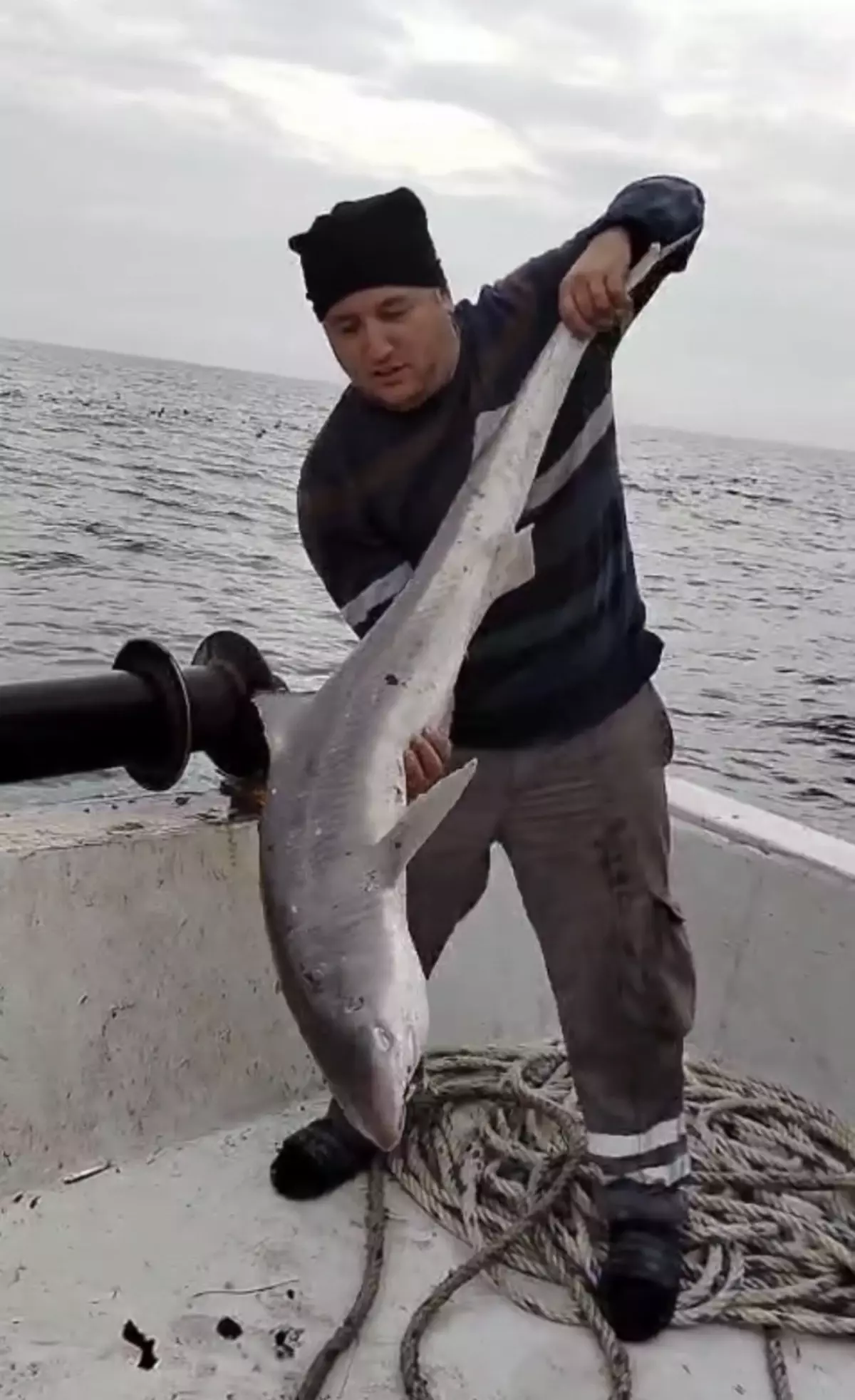 Bartın'da Balıkçıların Ağına Camgöz Köpek Balığı Takıldı